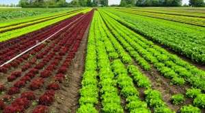 Registro recorde de agroquímicos não é motivo pra euforia