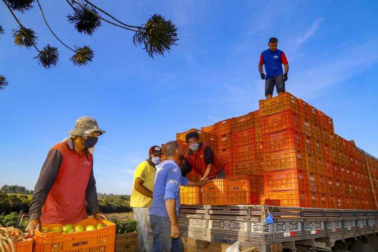 Na primeira, de agosto a dezembro foram 17.550 toneladas. Na segunda, entre janeiro e maio, mais 14.850 toneladas. Estima-se que hoje o município tenha em torno de 18 milhões de pés de tomate, entre grandes e pequenos produtores. “É muito tomate por aqui mesmo”, diz Eleandro, enquanto ajeita as últimas caixas no imenso caminhão que vai partir carregado rumo a Curitiba.