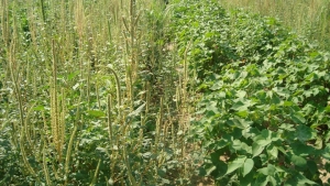 Resistência a herbicidas reforça alerta sobre Amaranthus palmeri, diz pesquisador