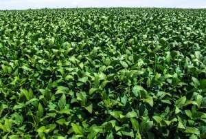 Em média, 3,7 sacas por hectare, resultando em mais um incremento de 5% na produtividade geral das regiões tratadas