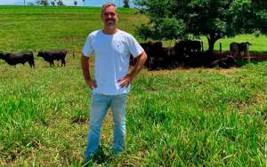 O que é o capim híbrido, cultivado no Brasil e que tem impacto na melhoria do rebanho bovino