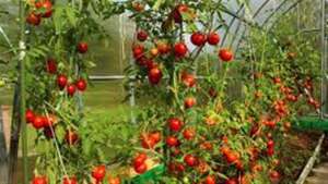 Se os preços da energia não caírem, os agricultores locais começarão a plantar tomates na primavera 