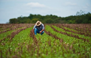 Dicamba + glifosato para vencer a resistência de invasoras