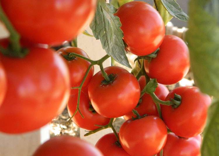Doença do tomate é registrada no norte da Argentina