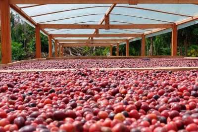 IBGE prevê colheita de 56,4 milhões de sacas de café em 2020