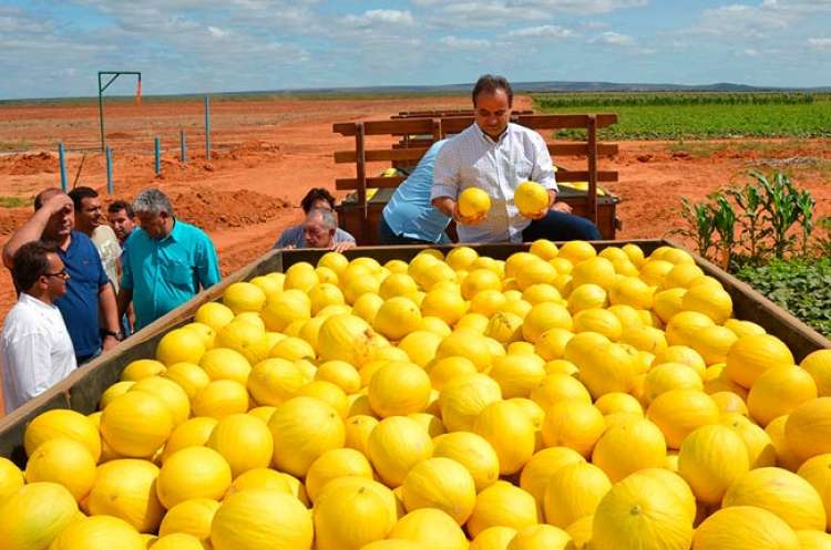 O refrescante melão que brota do semiárido nordestino