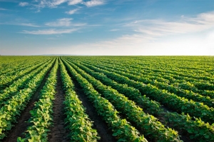 Produção de soja gera renda e melhoria no solo para renovação de canaviais