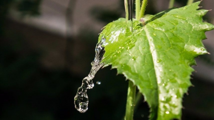 Água da irrigação pode afetar pH do substrato