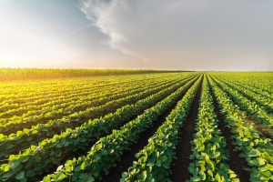 Soja supera milho em área plantada em São Paulo, diz IEA