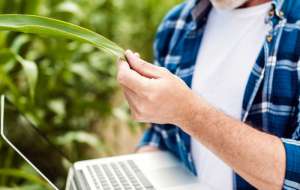 Plataformas integradoras de sistemas e bases de dados, créditos de carbono e nutrição vegetal são algumas das áreas de atuação das agtechs.