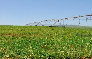 Congresso discute inovações e reconfigurações no cenário do tomate industrial no Brasil e no mundo