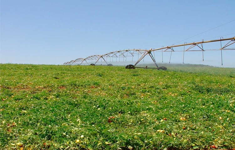 Congresso discute inovações e reconfigurações no cenário do tomate industrial no Brasil e no mundo