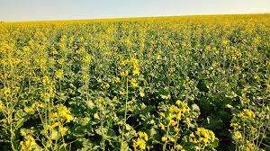 Já é possível plantar canola no Semiárido