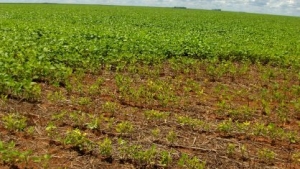 Parceria brasileira e israelense irá desenvolver soja resistente a nematoides por edição gênica