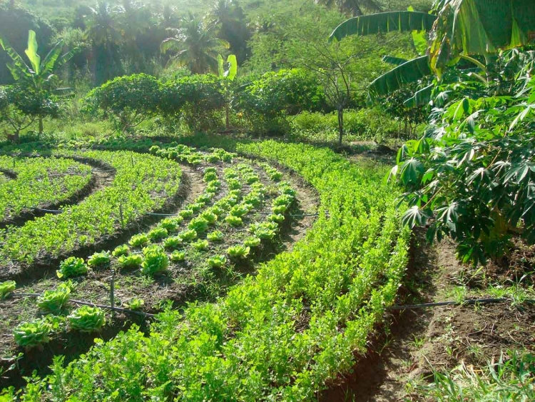 Sistemas agroflorestais são benéficos ao meio ambiente