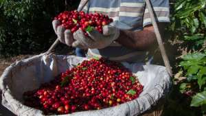 Colheita de café 2019 está prestes a começar!