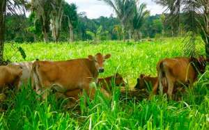 Sistema silvipastoril: produtividade aliada ao bem-estar animal