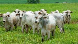 Exportações de carne bovina atingem volume recorde