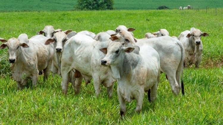 A China continuou como o principal destino da carne bovina de Mato Grosso