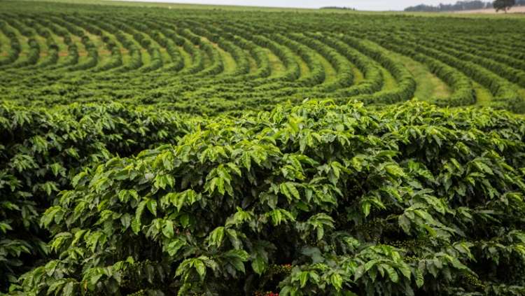 Chuva pode atrapalhar colheita de café em algumas regiões