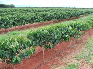 Utilização da água magnetizada para a irrigação por gotejamento do cafeeiro