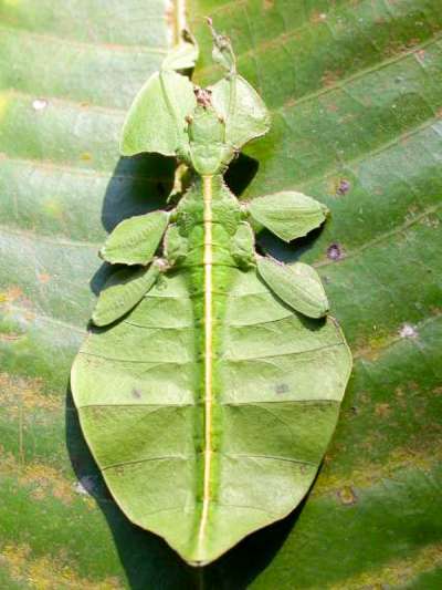 FMC destaca importância do manejo integrado no Simpósio Internacional de Entomologia