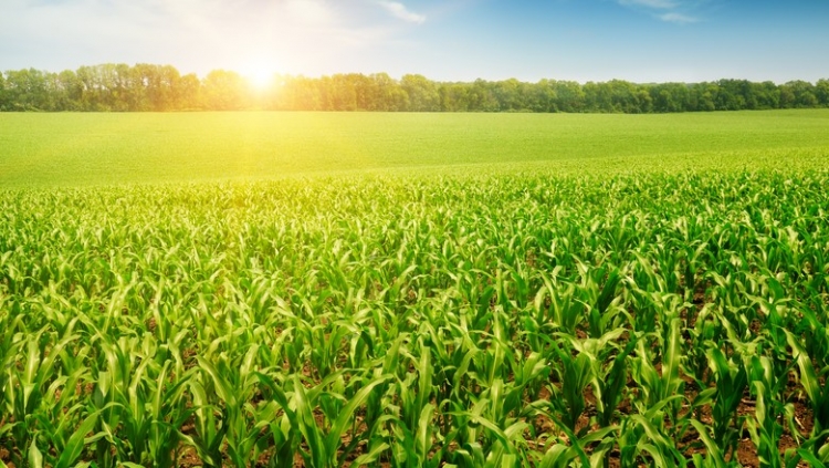 Safra de milho receberá até 50 milímetros de chuva nos próximos dias