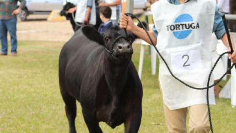 Raça Angus estreia na FEMEC