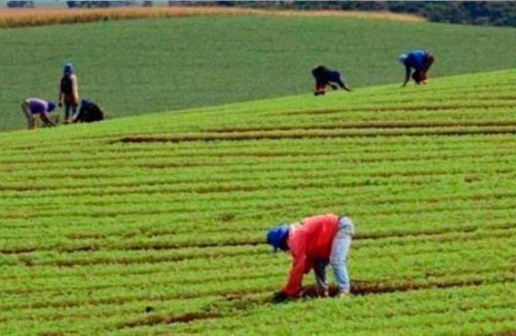 Brasil apresenta programa de incentivo à bioeconomia na OCDE