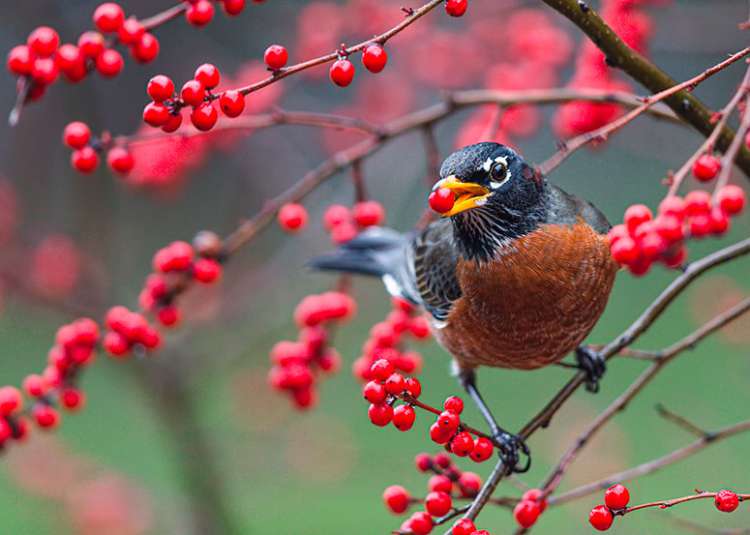 Para adaptação climática, aves levam sementes para a direção errada