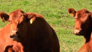 Alimentar o gado com algas pode diminuir emissões de gases
