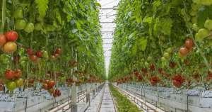 Bioestímulo aumenta produção de tomate