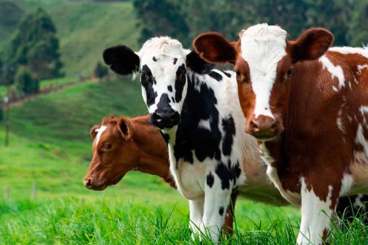 “Essa queda no escoamento e nos preços do boi se devem a carne de frango&quot;