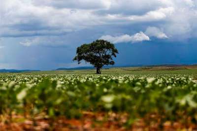 Chuvas escassas podem atrasar início do plantio de soja no Centro-Oeste