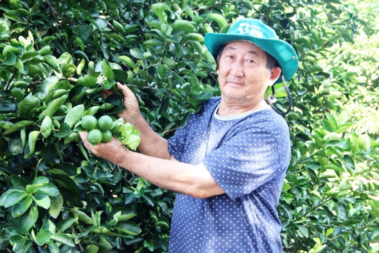 Cultivo de limão irrigado garante produção de quatro toneladas por mês