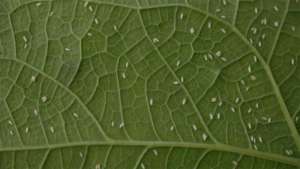 “O inseticida funciona como um ‘regulador de crescimento’ da mosca-branca