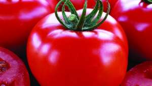 Cientistas propõem práticas ecológicas para o tomate