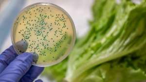 Biossensor identifica bactérias em alimentos