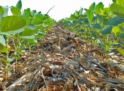 Atrás da braquiária, raiz da soja cresce 2 cm/dia e tem água pra passar o veranico