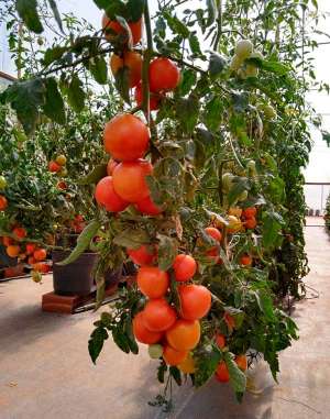Agrotóxicos e controle biológico: compatibilidade é avaliada em experimentos para controle da traça-do-tomateiro