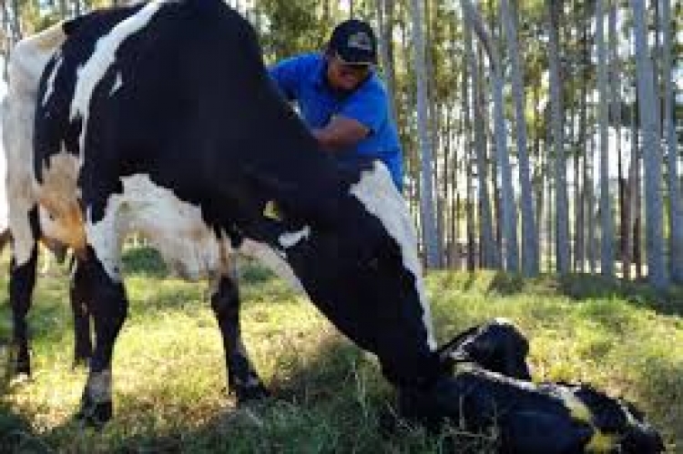 Fiscais agropecuários farão treinamento em boas práticas e bem estar animal