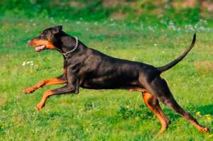 Enquanto o doberman é afetuoso e amigável com seus tutores, com estranhos seu comportamento é sempre de desconfiança e cautela. É preciso treiná-lo e ensiná-lo que suas visitas devem ser bem recebidas. Por mais obediente que seja, o seu instinto de cão de guarda é uma característica muito presente.