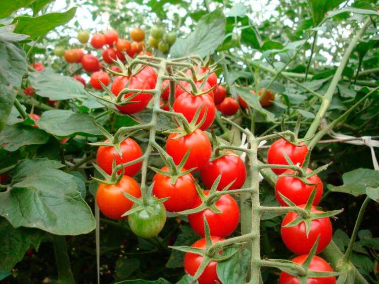 Confira as melhores dicas de manejo para vencer a resistência da traça do tomateiro