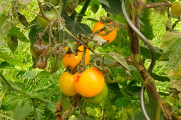 EUA sofrem com doença do tomate