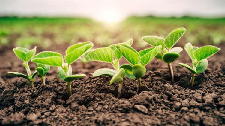 Ação antioxidante assimila nutrientes, auxilia na germinação, aumenta raízes e mantém micro-organismos