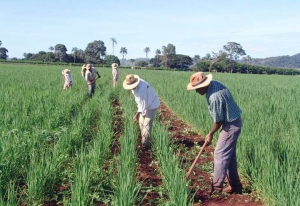 Pronaf: agricultores familiares terão desconto de até 69% em financiamento