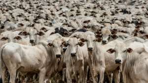 Mato Grosso obtém receita de meio bilhão de dólares com exportações de carne bovina