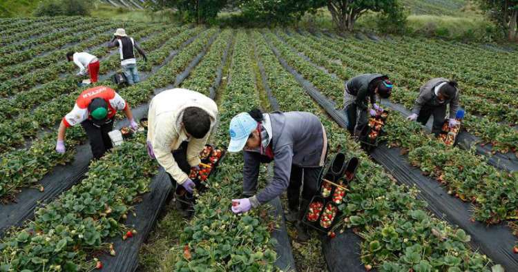 Investir na agricultura orgânica pode ser lucrativo