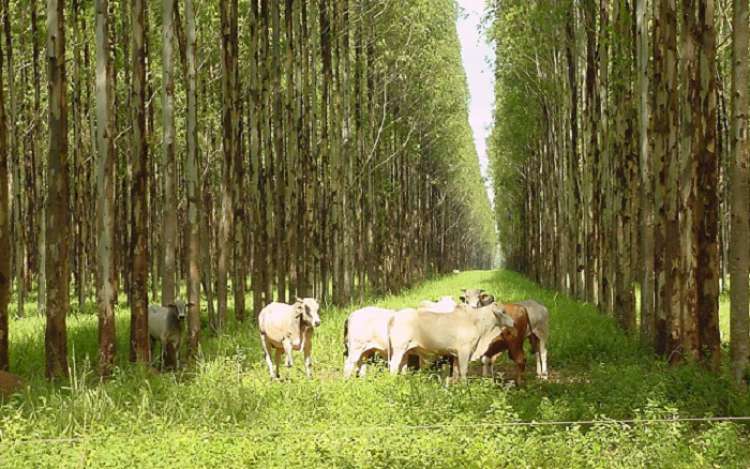 A partir desse evento, a entidade vai elaborar um documento técnico para mostrar as ações do agro brasileiro que conciliam produção com sustentabilidade ambiental