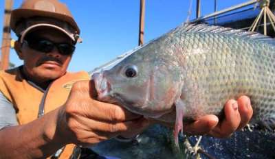 Mato Grosso do Sul em primeiro lugar no ranking dos exportadores carne de peixe